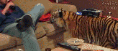 男子收養受傷的老虎回家，它看到寶寶後竟做出這樣的舉動