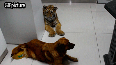 男子收養受傷的老虎回家，它看到寶寶後竟做出這樣的舉動