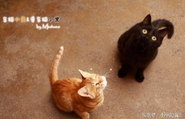 流浪猫妈生下猫妹天生眼瞎，于是猫哥每天为它做一件事，感动众人