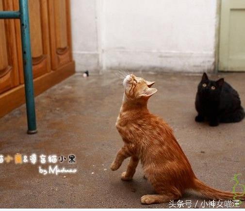 流浪猫妈生下猫妹天生眼瞎，于是猫哥每天为它做一件事，感动众人