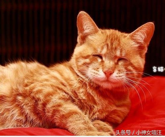 流浪猫妈生下猫妹天生眼瞎，于是猫哥每天为它做一件事，感动众人