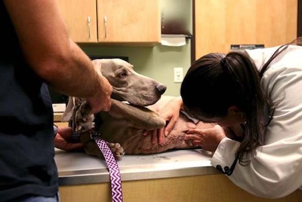 獵犬長出「巨型肉球」慘遭拋棄，路人將其治療後原主人立即找上門