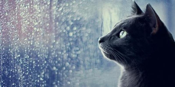 「貓咪看窗戶」的圖片搜尋結果