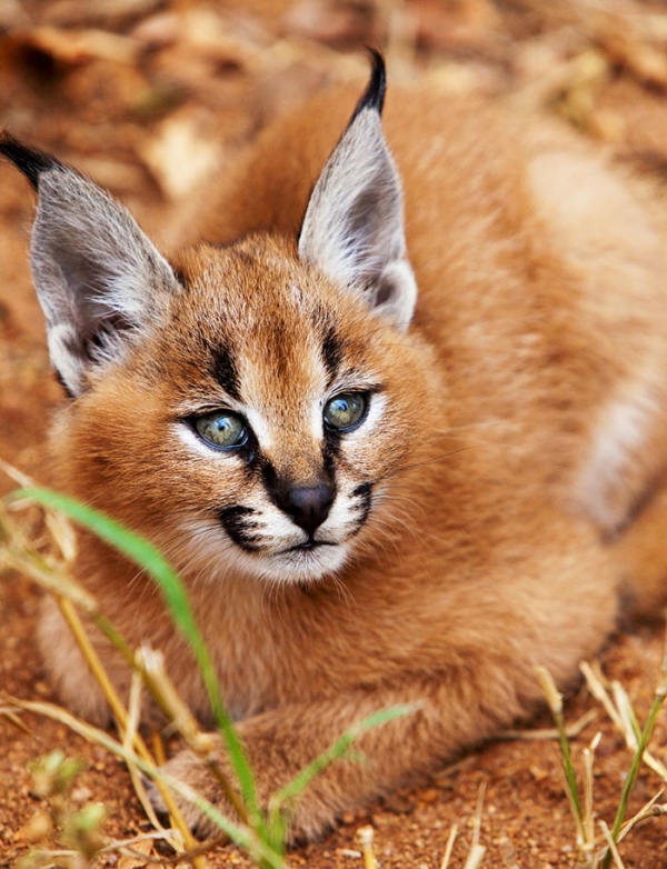 caracal-20