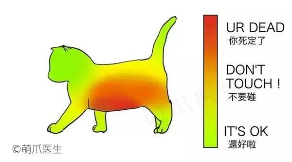 為啥貓咪摸著摸著會咬你？原因竟是  ...