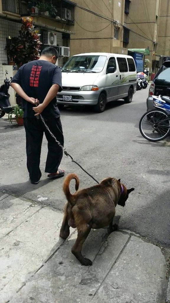 他們看到這隻狗狗肚子大到快活不下去於是帶去醫院檢查，從肚子中抽出的幾大桶讓人太心痛了！