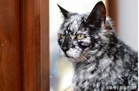 黑貓7歲得皮膚病變身黑白色，10年後它變身完的模樣超帥