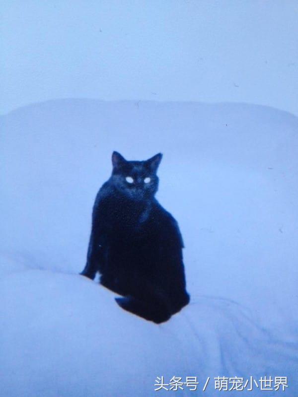黑貓7歲得皮膚病變身黑白色，10年後它變身完的模樣超帥