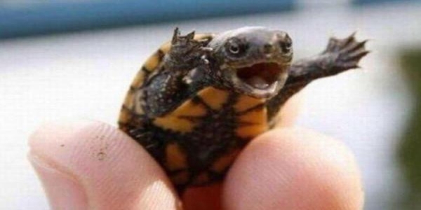 丛林里捡了一只小乌龟,乌龟的表情竟让30万人笑的合不