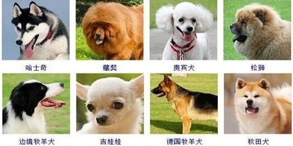 一,体味最大的狗狗:   可卡,斗牛,沙皮,松狮,北京犬,灵缇,苏俄,杜